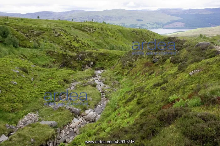 : Scotland - Ben Lawers National Nature Reserve : Scotland - Ben Lawers National Nature Reserve