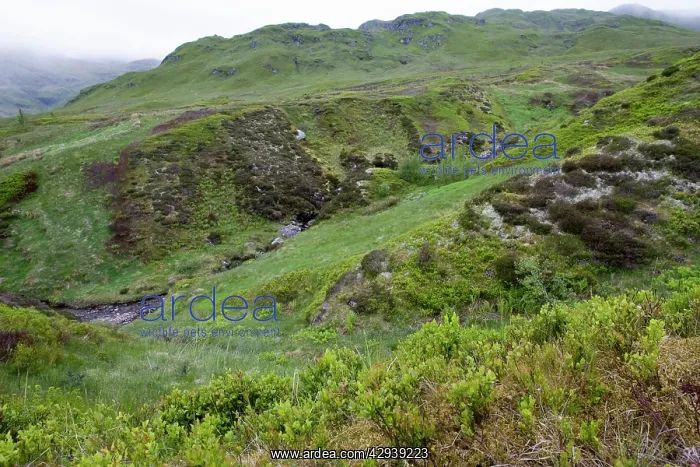 : Scotland - Ben Lawers Nature Reserve : Scotland - Ben Lawers Nature Reserve