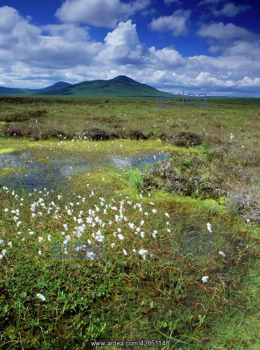 : SCOTLAND - blanket bog with pools, Cotton Grass : SCOTLAND - blanket bog with pools, Cotton Grass