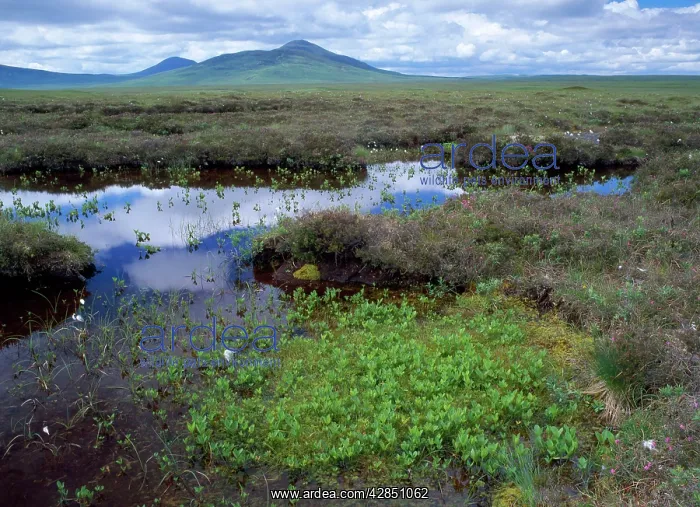 : Scotland - bog pools with Cotton Grass, Spagnum : Scotland - bog pools with Cotton Grass, Spagnum