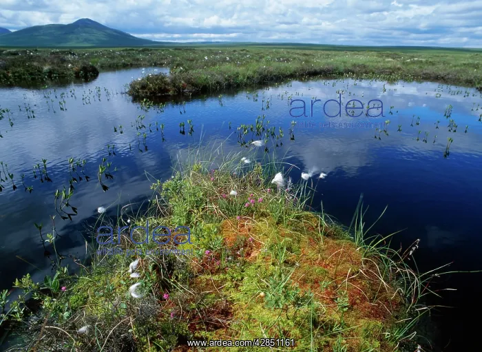 : SCOTLAND - Bog pools with cotton grass, sphagnum : SCOTLAND - Bog pools with cotton grass, sphagnum