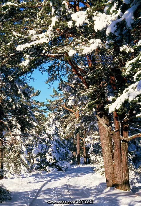  : Scotland - Forest, Rothiemurchus in snow