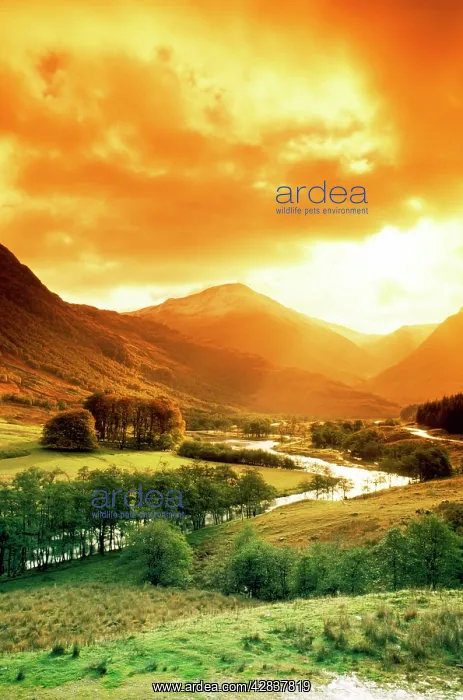 : SCOTLAND - GLEN NEVIS : SCOTLAND - GLEN NEVIS