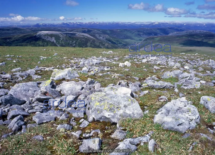 : Scotland - high altitude Lichen covered stone fields : Scotland - high altitude Lichen covered stone fields