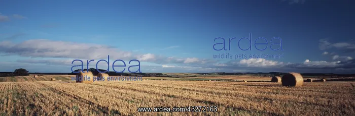 : Scotland, Highland, Autumn hay rolls in : Scotland, Highland, Autumn hay rolls in