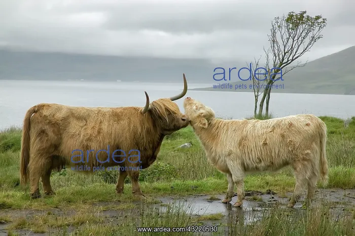 : Scotland, Highland cows courting and grooming : Scotland, Highland cows courting and grooming