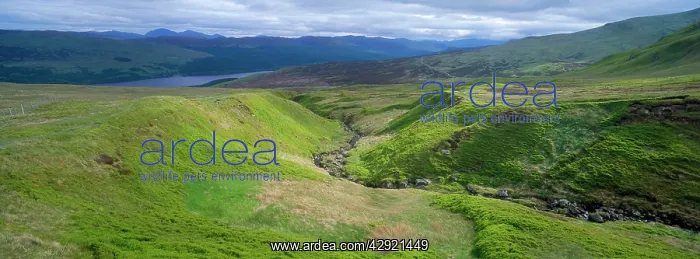 : Scotland - highlands, extensive covering of heathland : Scotland - highlands, extensive covering of heathland