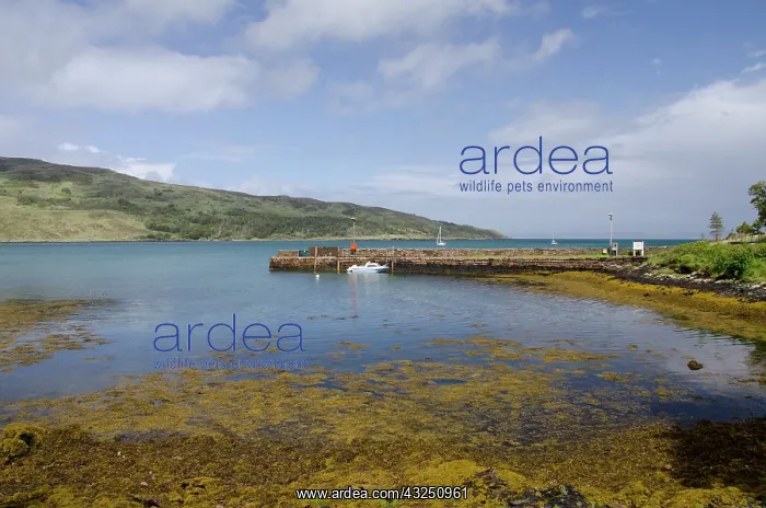 : Scotland, Inner Hebrides, Isle of Rum (aka : Scotland, Inner Hebrides, Isle of Rum (aka