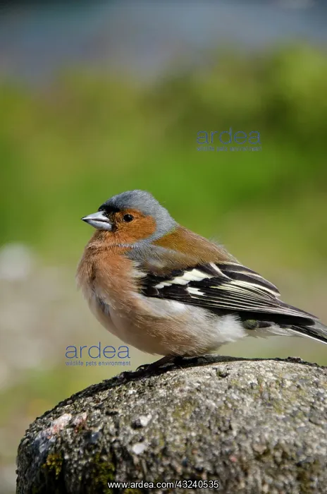 : Scotland, Inner Hebrides, Isle of Skye : Scotland, Inner Hebrides, Isle of Skye