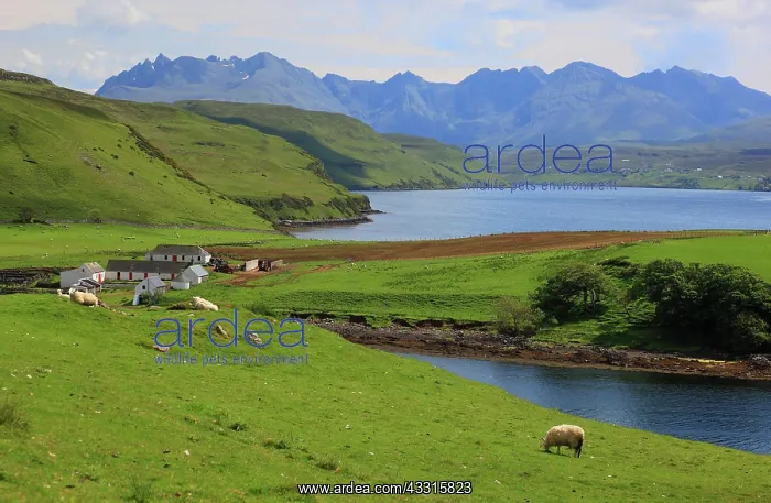 : Scotland, Inner Hebrides, Isle of Skye, Duirinish : Scotland, Inner Hebrides, Isle of Skye, Duirinish