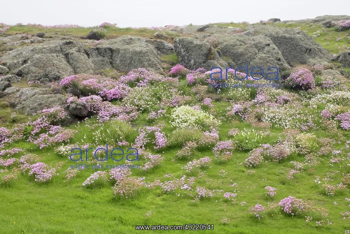 : Scotland, Isle of May. Scenic of pink and : Scotland, Isle of May. Scenic of pink and