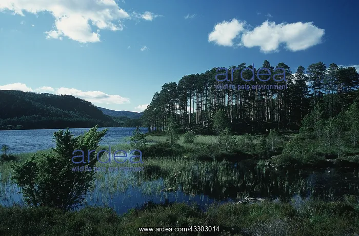 : SCOTLAND - Loch on Eileann and Rothiemurchus forest : SCOTLAND - Loch on Eileann and Rothiemurchus forest