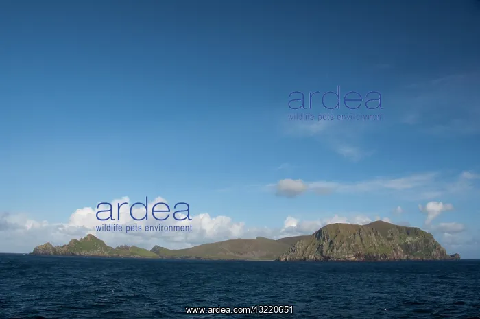 : Scotland, North Atlantic ocean, St. Kilda : Scotland, North Atlantic ocean, St. Kilda
