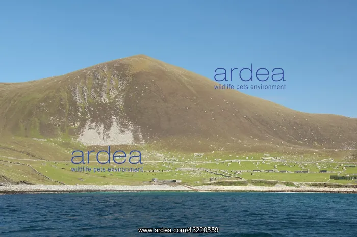 : Scotland, North Atlantic, St. Kilda Islands : Scotland, North Atlantic, St. Kilda Islands
