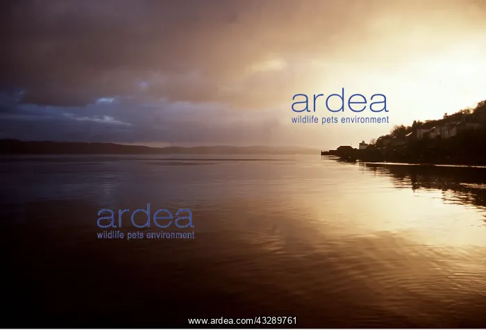 : Scotland - Rain on Loch Tarbert Islay : Scotland - Rain on Loch Tarbert Islay