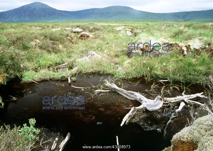 : SCOTLAND, Rannoch Moor - Peat Bog landscape - eroding : SCOTLAND, Rannoch Moor - Peat Bog landscape - eroding