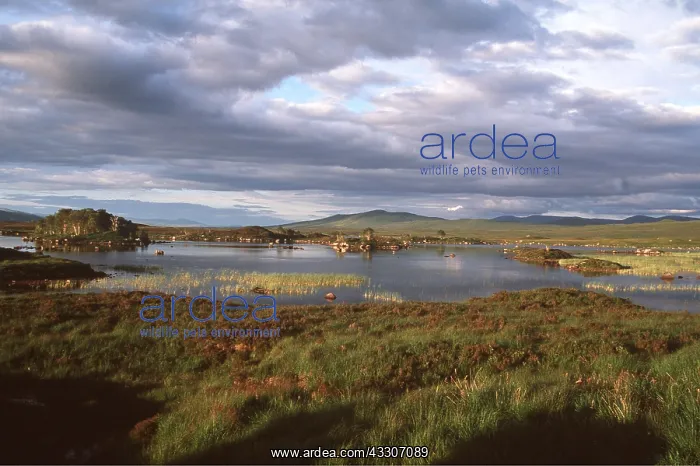 : Scotland - Rannock Moor : Scotland - Rannock Moor