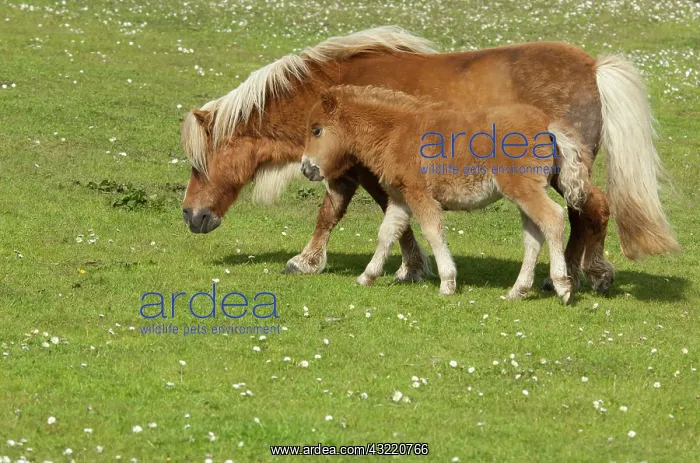 : Scotland, Shetland Islands, Mainland, Lerwick : Scotland, Shetland Islands, Mainland, Lerwick