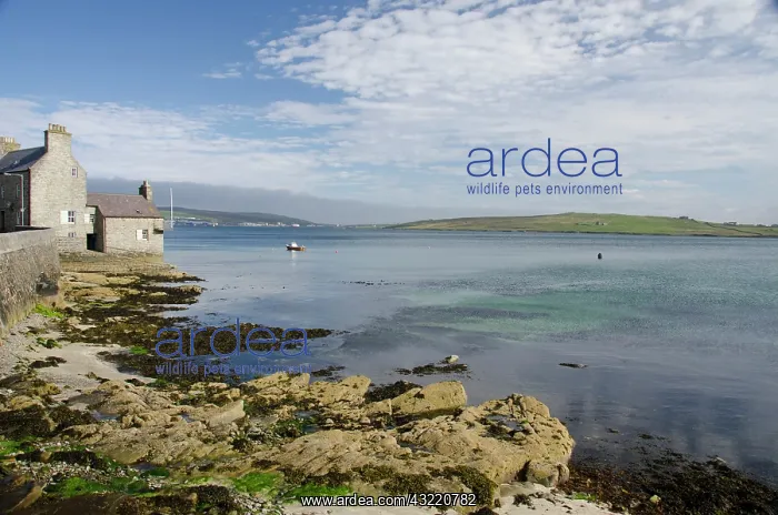 : Scotland, Shetland Islands, Mainland, Lerwick : Scotland, Shetland Islands, Mainland, Lerwick