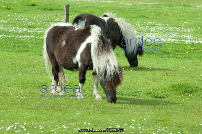: Scotland, Shetland Islands, Mainland, Lerwick : Scotland, Shetland Islands, Mainland, Lerwick