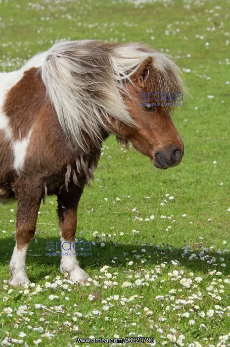 : Scotland, Shetland Islands, Mainland, Lerwick : Scotland, Shetland Islands, Mainland, Lerwick