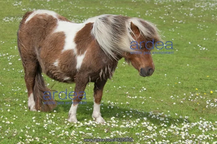 : Scotland, Shetland Islands, Mainland, Lerwick : Scotland, Shetland Islands, Mainland, Lerwick