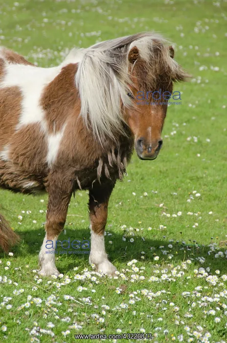 : Scotland, Shetland Islands, Mainland, Lerwick : Scotland, Shetland Islands, Mainland, Lerwick