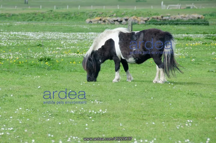 : Scotland, Shetland Islands, Mainland, Lerwick : Scotland, Shetland Islands, Mainland, Lerwick