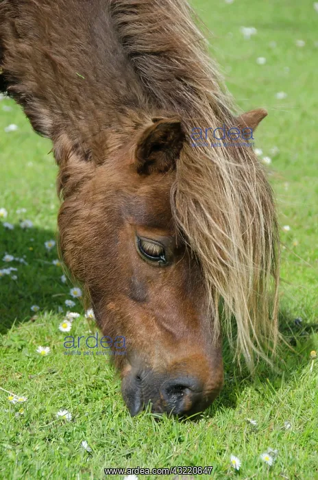  : Scotland, Shetland Islands, Mainland, Lerwick