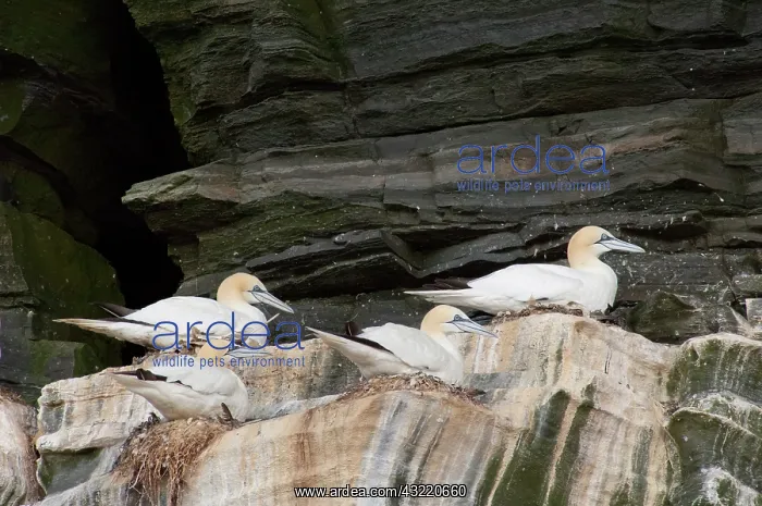  : Scotland, Shetland Islands. Noss Scottish