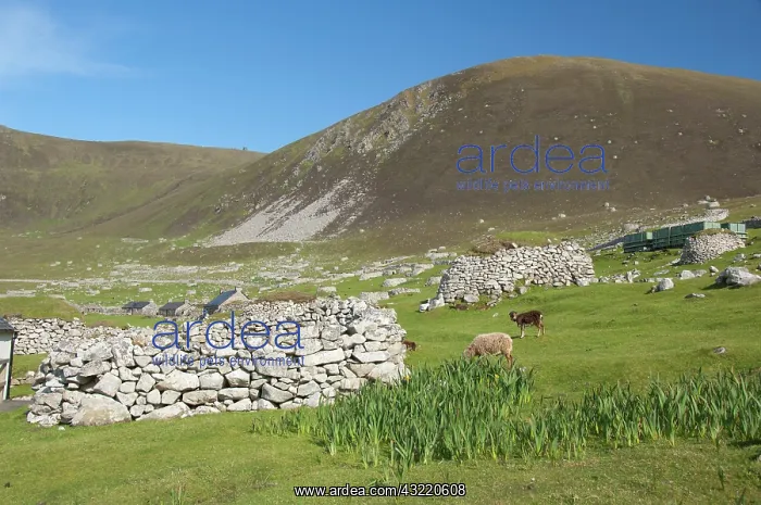  : Scotland, St. Kilda Islands, Outer Hebrides
