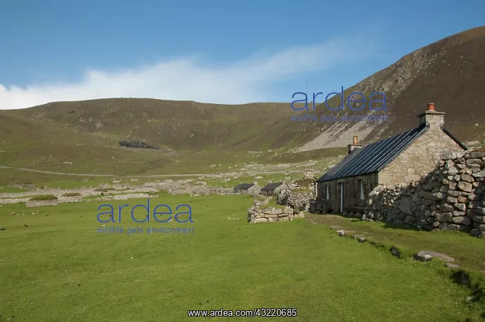 : Scotland, St. Kilda Islands, Outer Hebrides : Scotland, St. Kilda Islands, Outer Hebrides