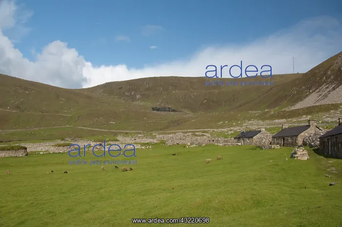 : Scotland, St. Kilda Islands, Outer Hebrides : Scotland, St. Kilda Islands, Outer Hebrides