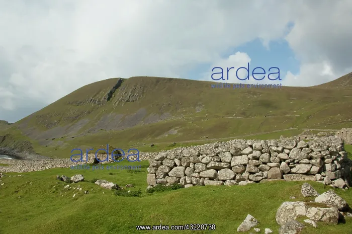 : Scotland, St. Kilda Islands, Outer Hebrides : Scotland, St. Kilda Islands, Outer Hebrides