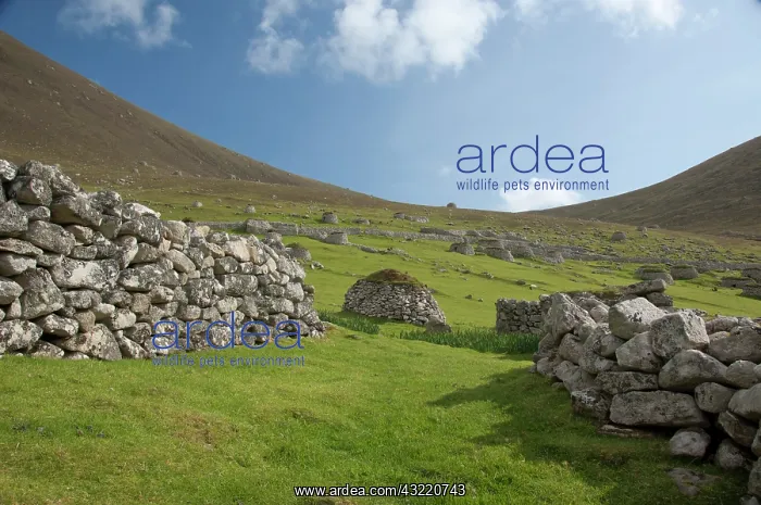 : Scotland, St. Kilda Islands, Outer Hebrides : Scotland, St. Kilda Islands, Outer Hebrides