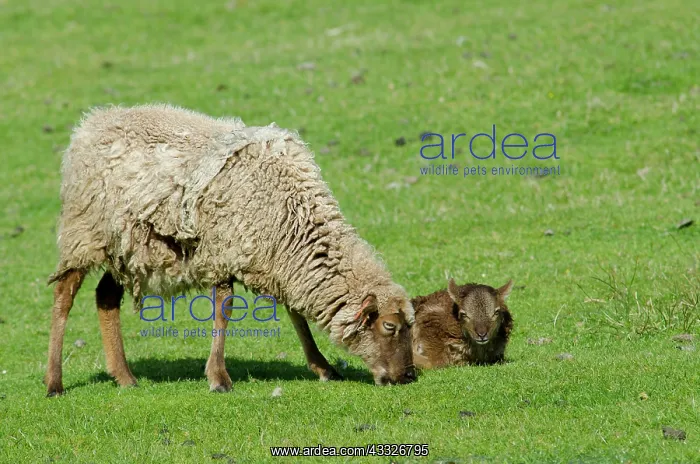 : Scotland, St. Kilda Islands, Outer Hebrides : Scotland, St. Kilda Islands, Outer Hebrides