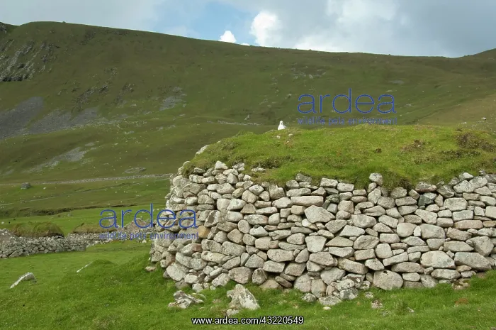 : Scotland, St. Kilda Islands (west of the : Scotland, St. Kilda Islands (west of the