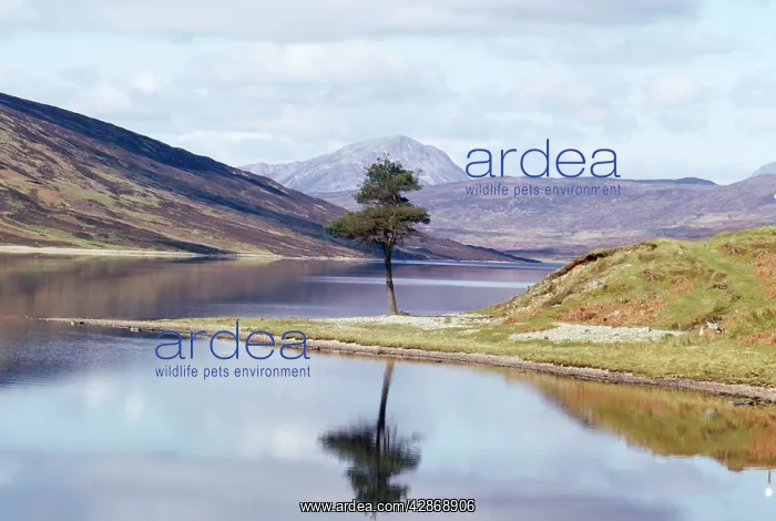 : Scotland - tree reflection : Scotland - tree reflection