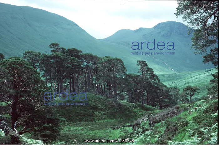 : Scots / Caledonian PINE Forest : Scots / Caledonian PINE Forest