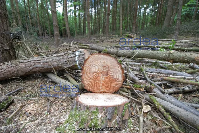  : Scots and Corsican Pine Trees - felled showing tree rings