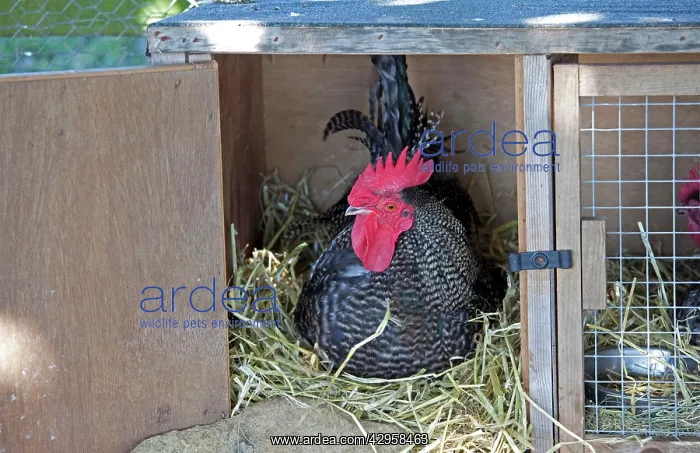 : Scots Dumpy Cockerel - rare breed chicken : Scots Dumpy Cockerel - rare breed chicken