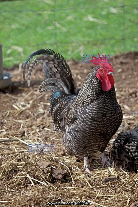 : Scots Dumpy cockerel rare breed chicken : Scots Dumpy cockerel rare breed chicken