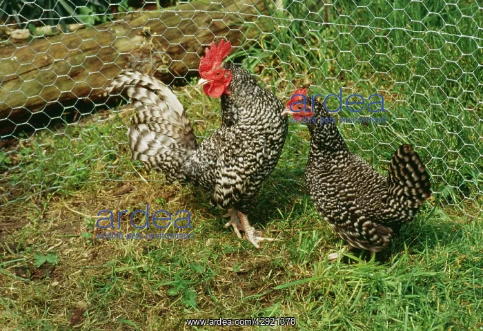  : Scots Grey CHICKEN - pair in pen