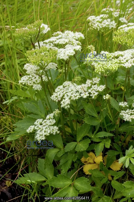 : Scots lovage : Scots lovage