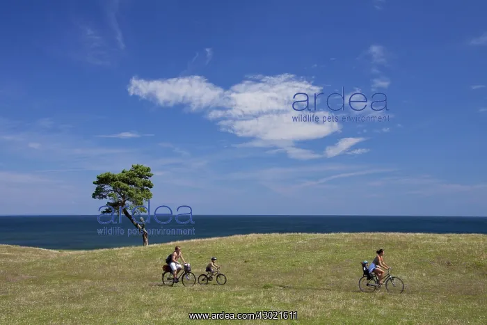 : Scots / Norway Pine solitary tree near the sea : Scots / Norway Pine solitary tree near the sea