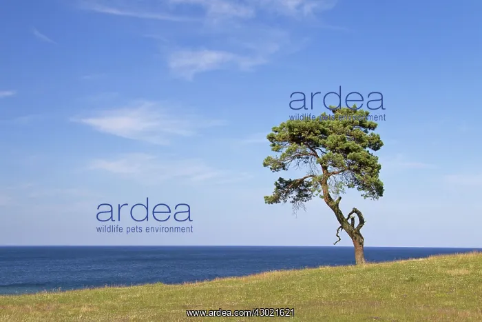 : Scots / Norway Pine solitary tree near the sea : Scots / Norway Pine solitary tree near the sea