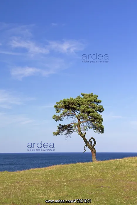 : Scots / Norway Pine solitary tree near the sea : Scots / Norway Pine solitary tree near the sea