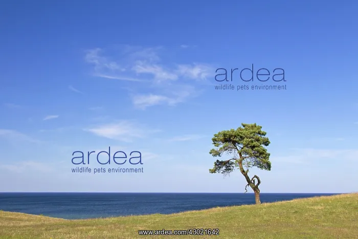 : Scots / Norway Pine solitary tree near the sea : Scots / Norway Pine solitary tree near the sea