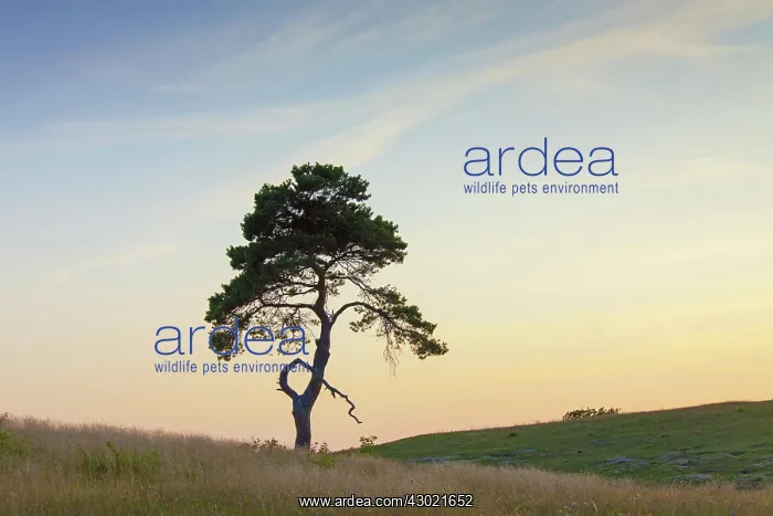 : Scots / Norway Pine solitary tree near the sea : Scots / Norway Pine solitary tree near the sea
