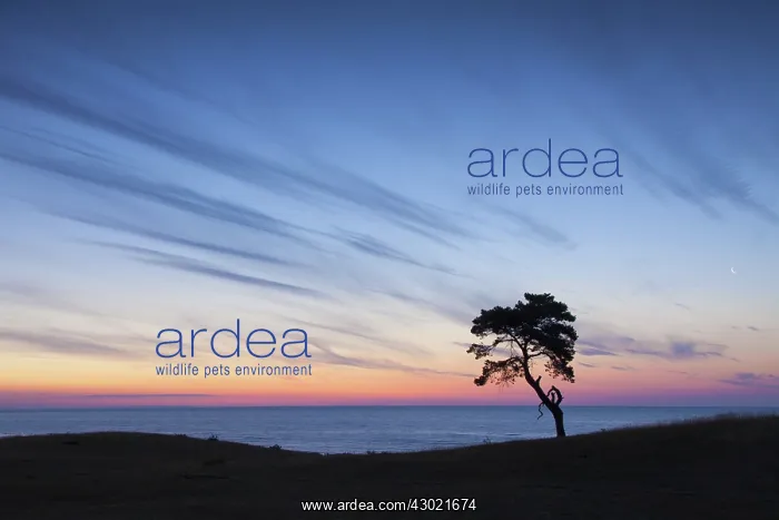 : Scots / Norway Pine solitary tree near the sea : Scots / Norway Pine solitary tree near the sea